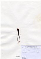 藏品(蘆筍藻)的圖片